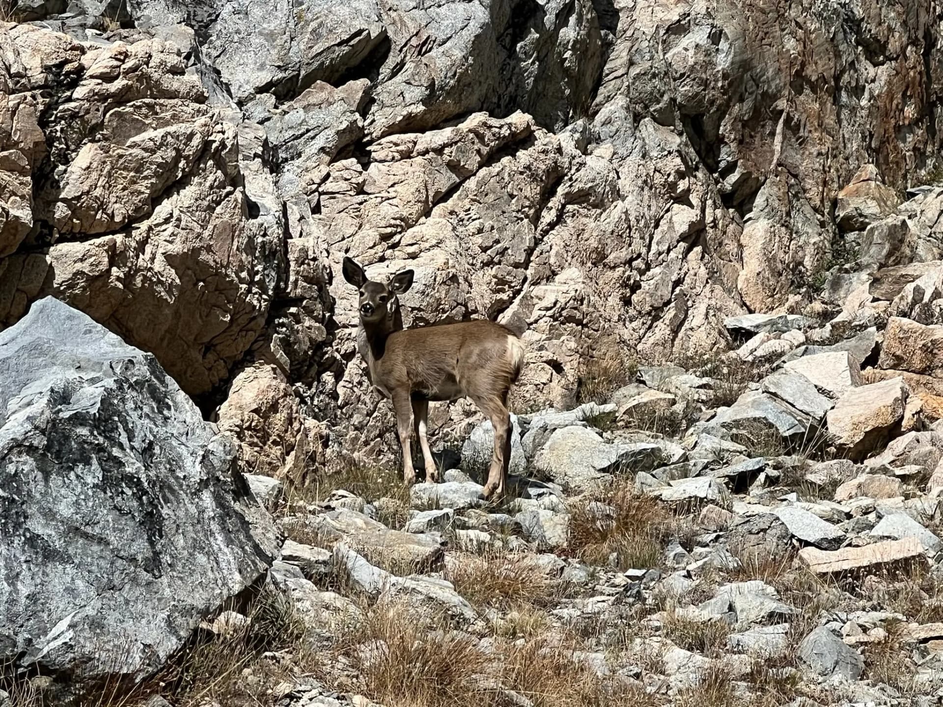 Baby deer, her mom was off to screen right.