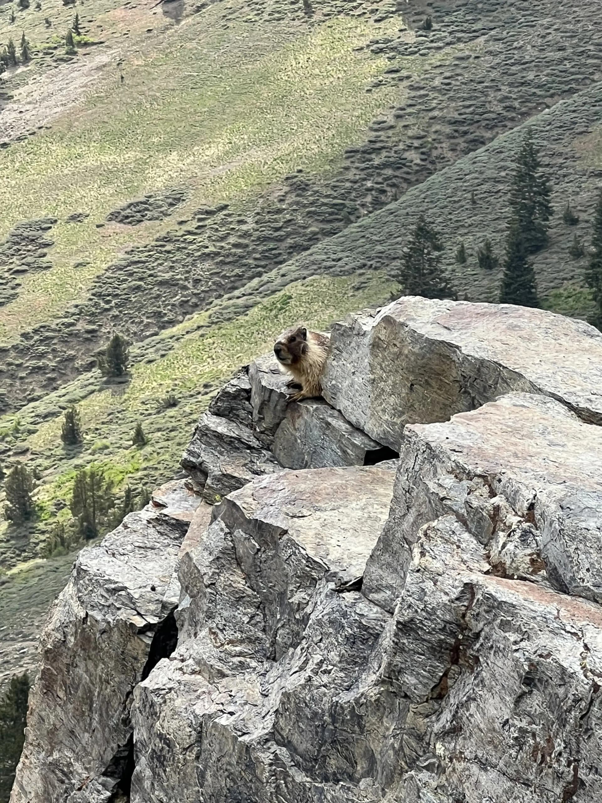 Our first of many marmots in Mineral King