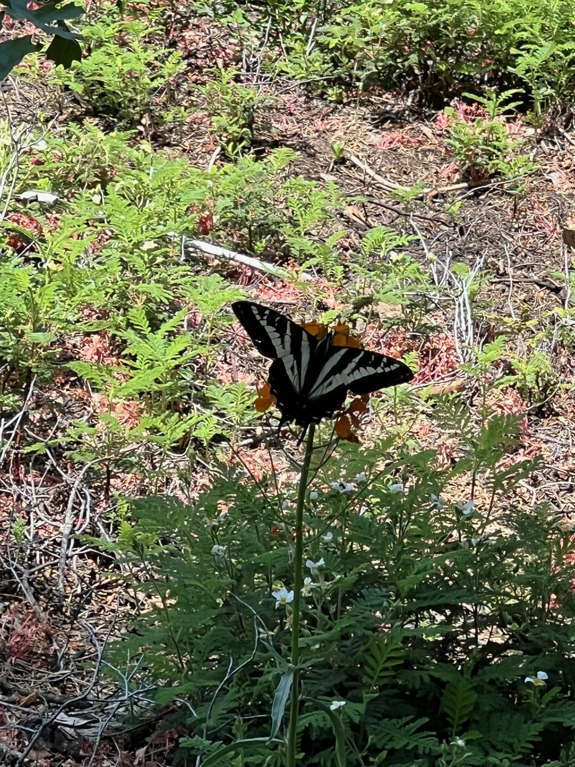 Nice swallowtail butterfly.