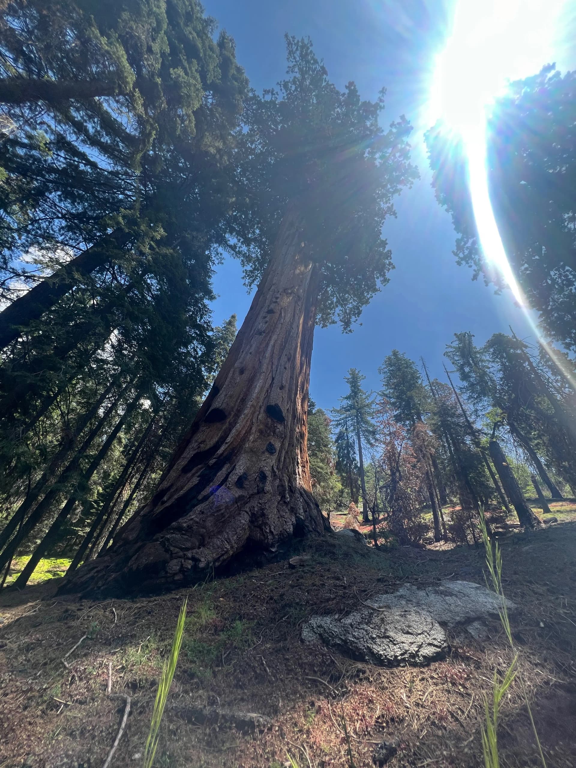 It's hard to grasp how ginormous these trees were, you could live inside them.