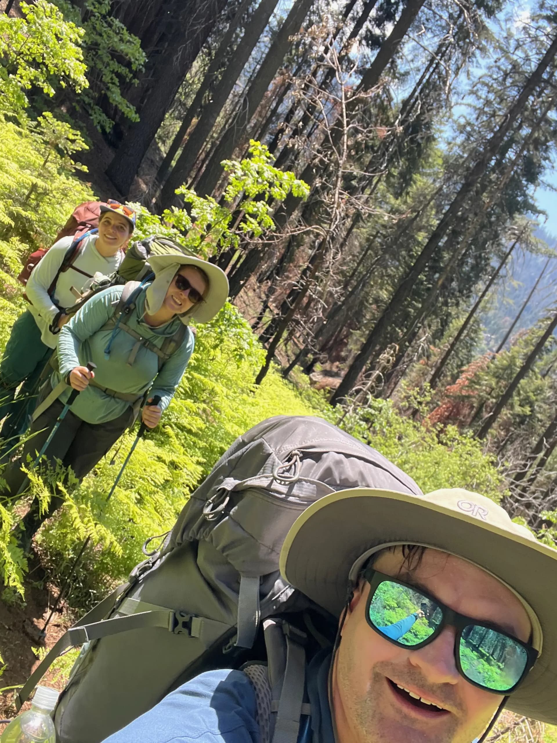 I'm a big fan of hiking through fern forests.