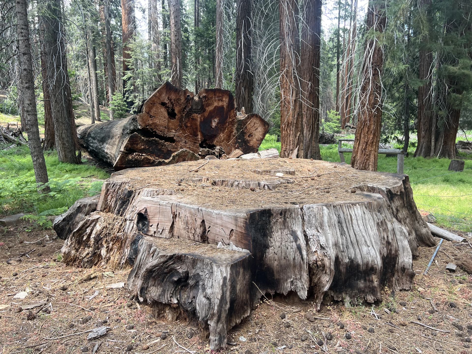 Huge fallen tree, sad and impressive.