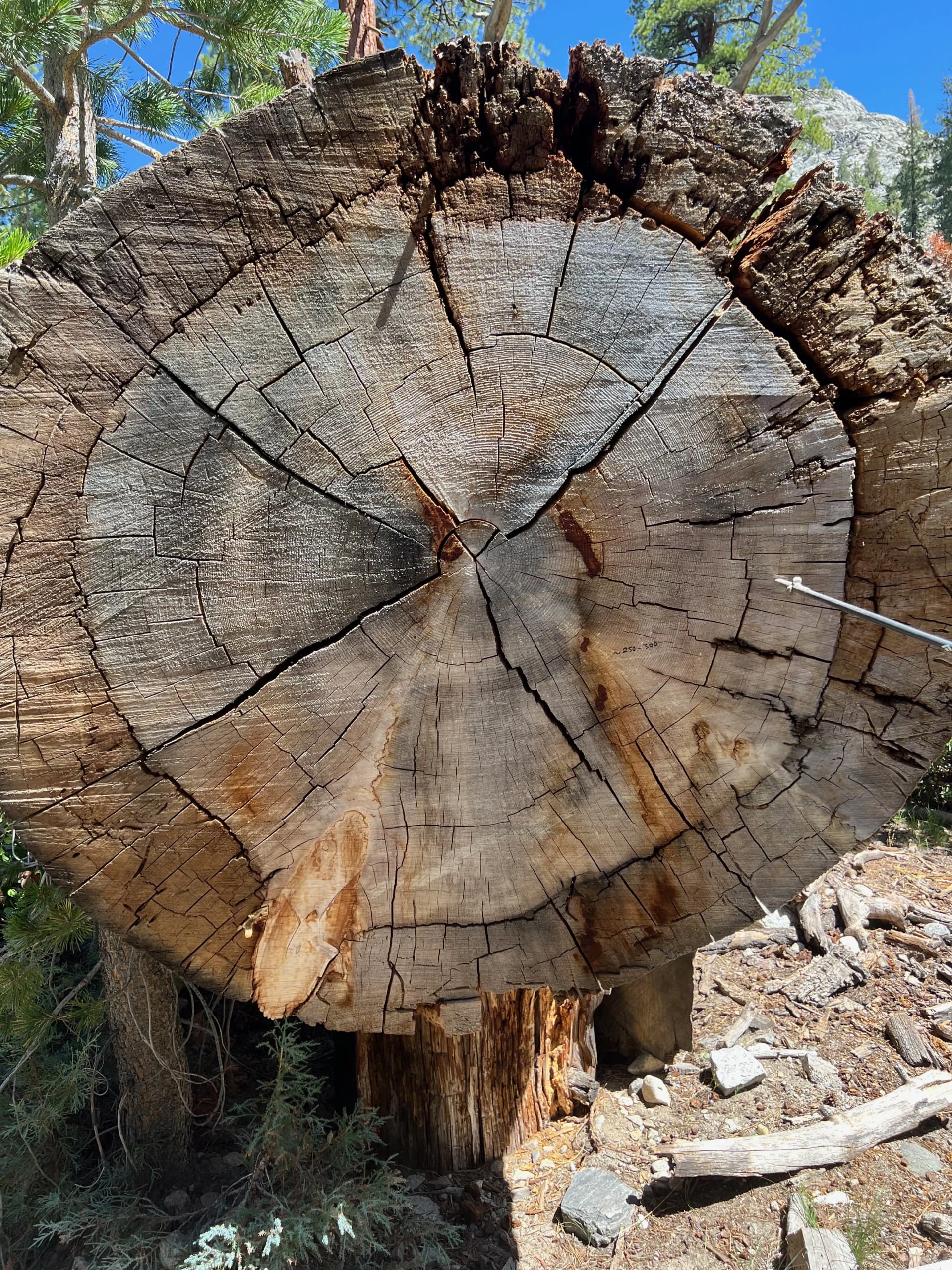 This log was 250-300 years old as indicated by the rings.