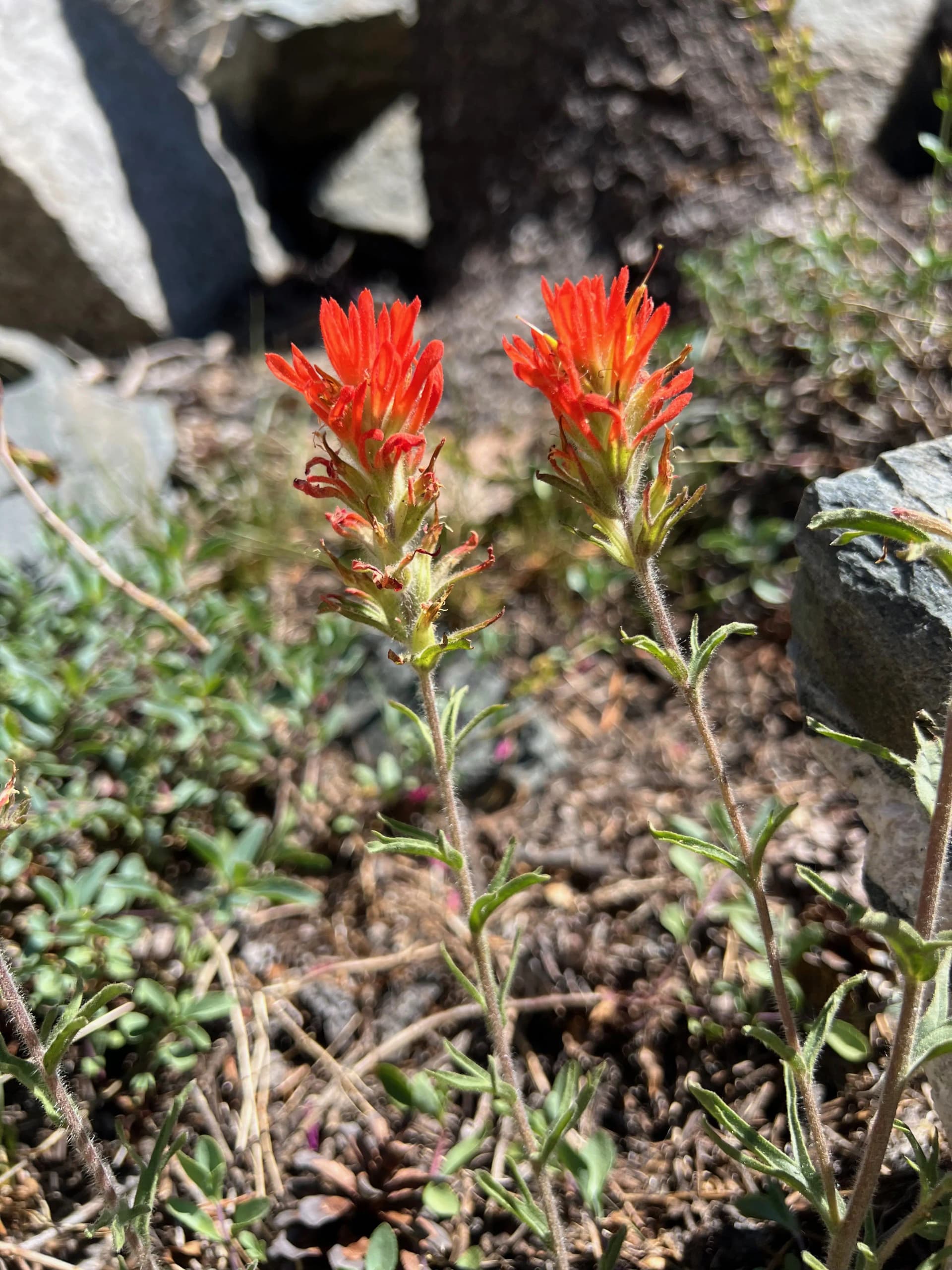 Indian Paintbrush. A beautiful pair just like us.