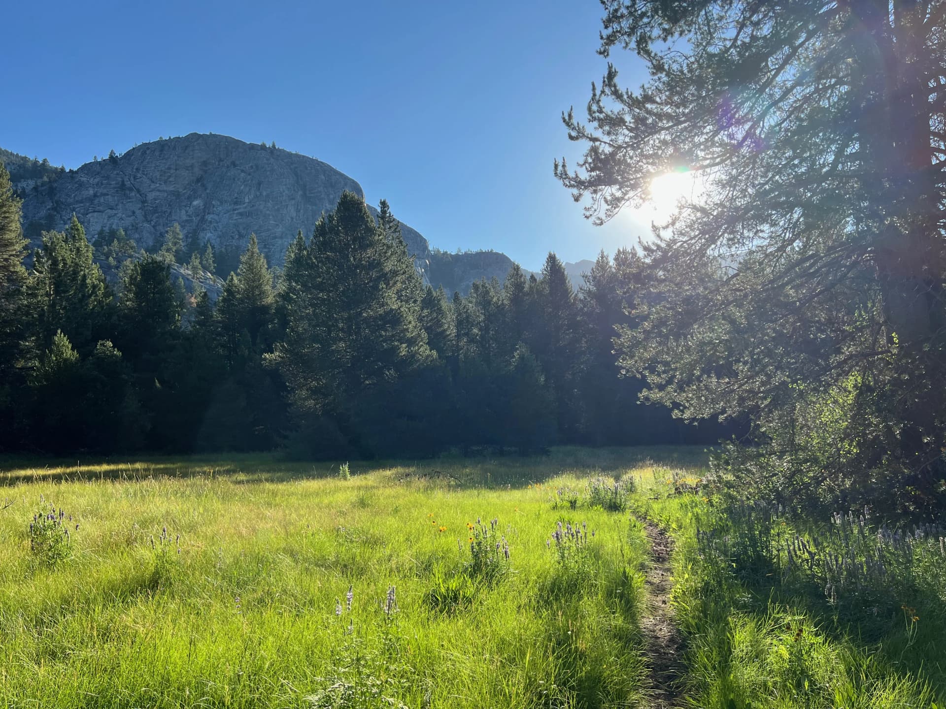 Early morning meadow.