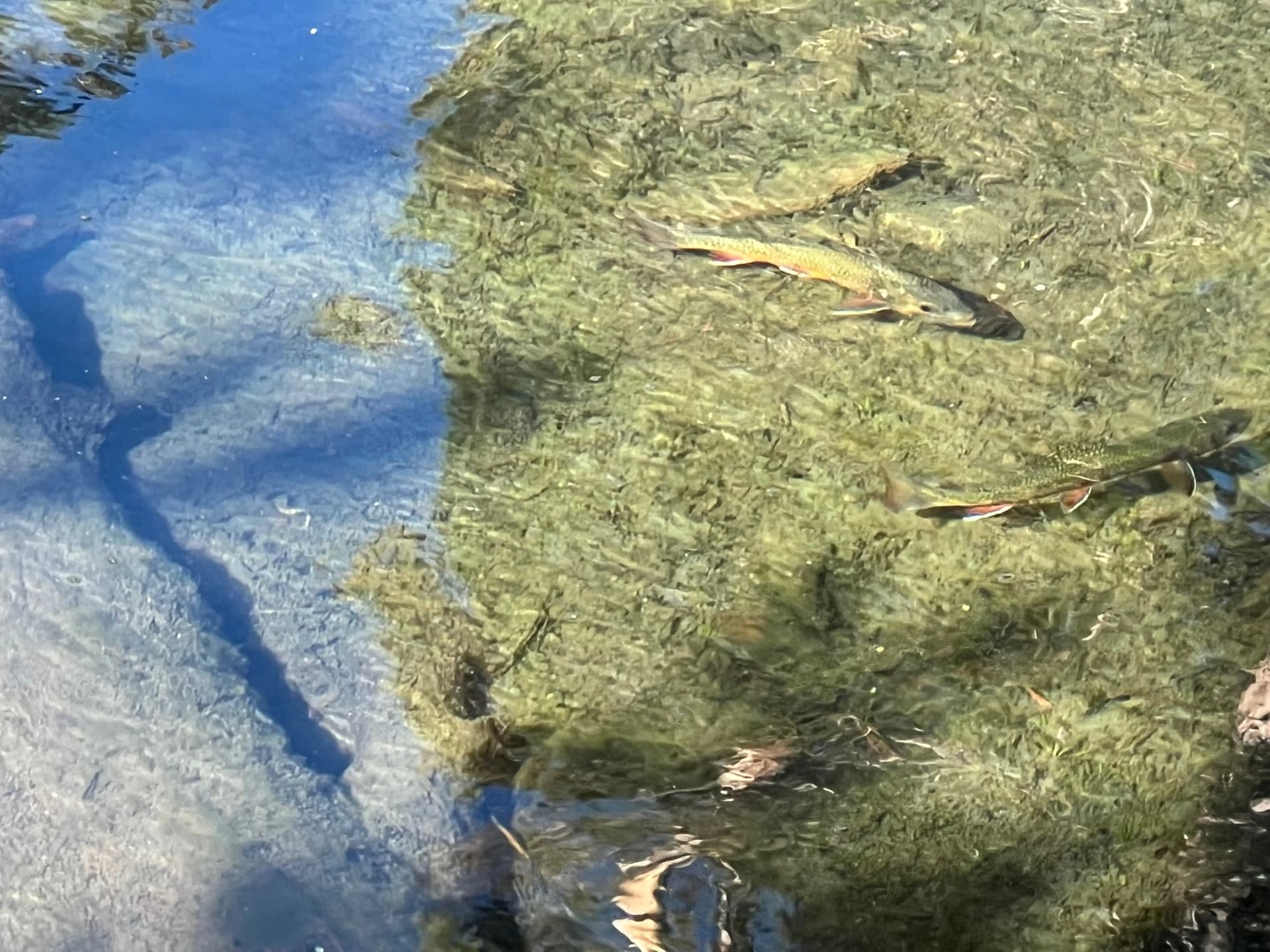 It's hard to tell but there are actually like half a dozen trout in this picture.