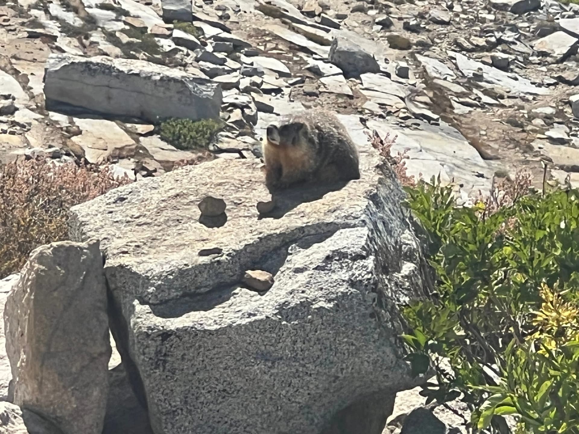 Saw a marmot on the cross country section from the saddle to Pear Lake.
